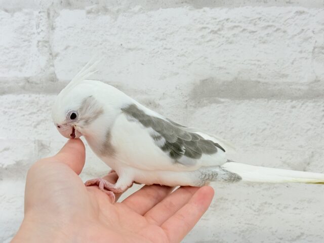 オカメインコ