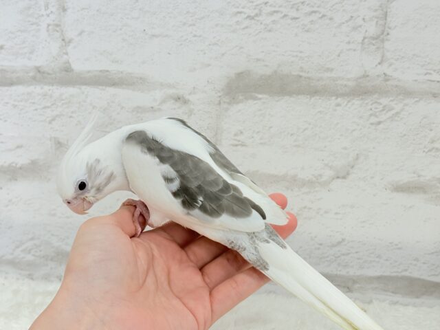 オカメインコ