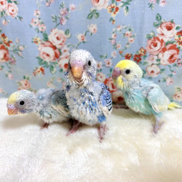 セキセイインコのひなちゃん3羽来てくれました～♡🐥🐥🐥･.｡*･.｡*