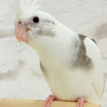 【最新画像・動画更新🪄】伸び伸び大きくなってね‪☆オカメインコ(WFパイド) ヒナ
