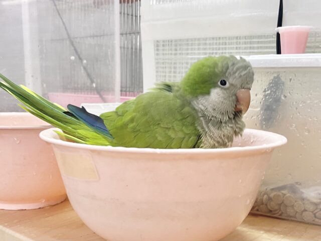 オキナインコ