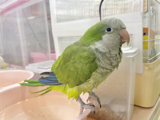 オキナインコ