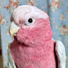 モモイロインコ  男の子  🍑💗