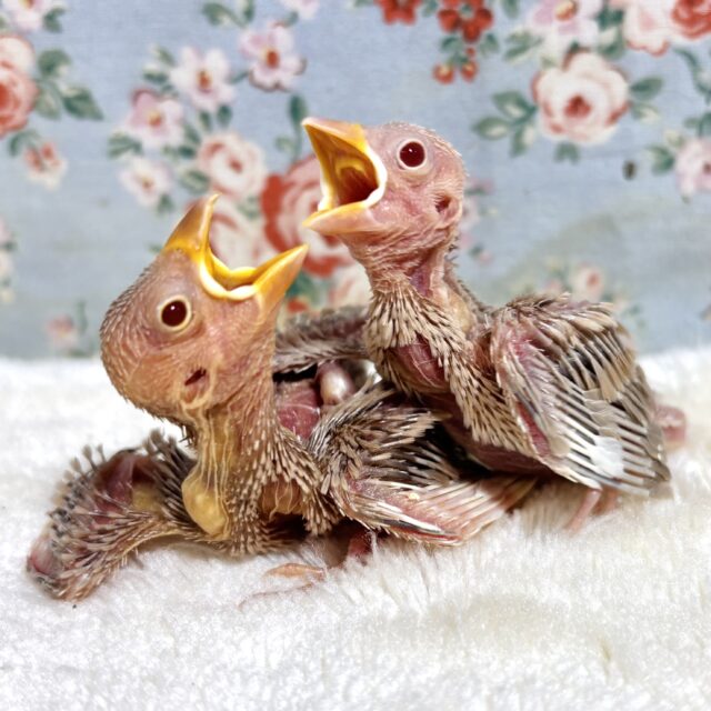 シナモン文鳥２羽入舎！🤎☕𓈒𓏸︎︎︎︎✧︎*。