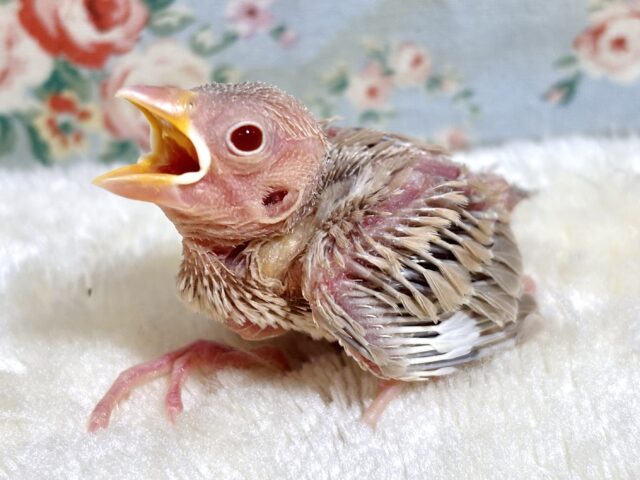 シナモン文鳥