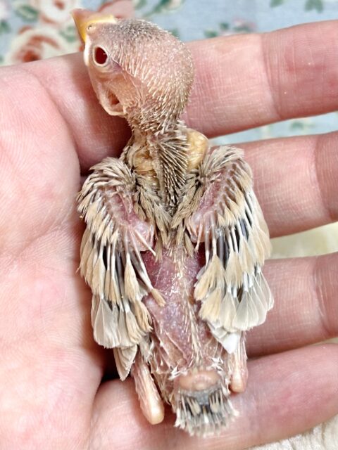 シナモン文鳥