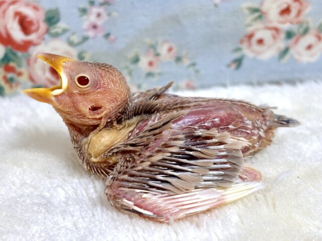 シナモン文鳥