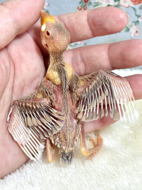シナモン文鳥