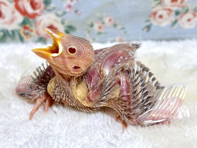 シナモン文鳥