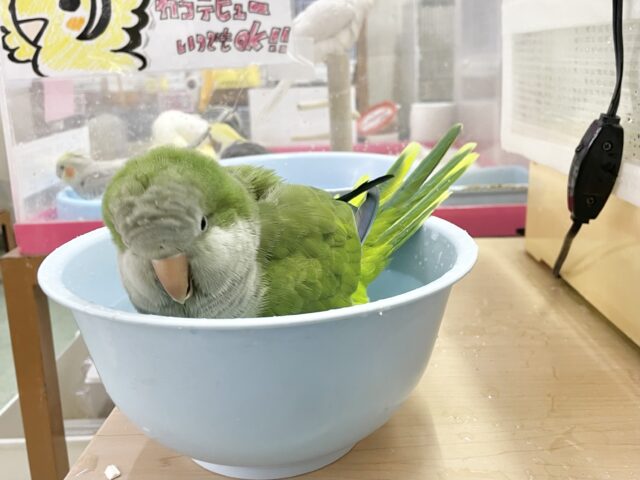 オキナインコ