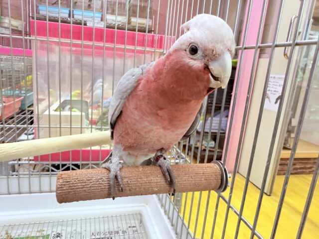 モモイロインコ