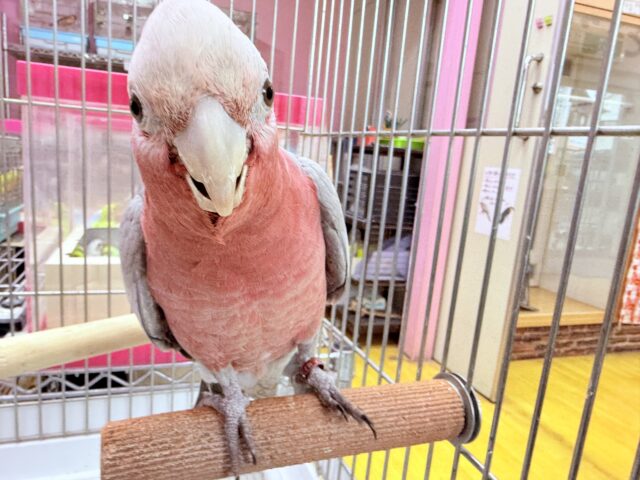 モモイロインコ