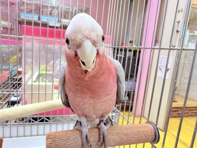モモイロインコ