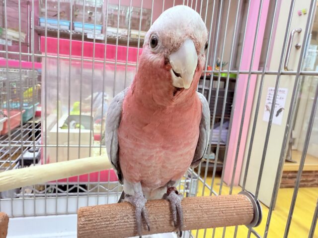 モモイロインコ