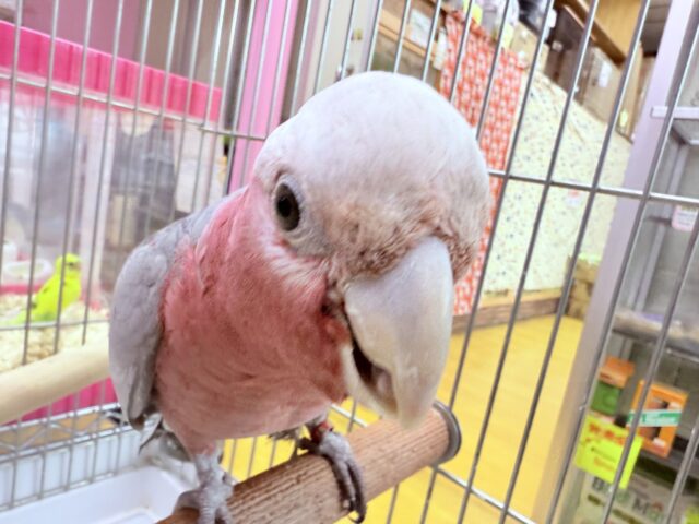 モモイロインコ