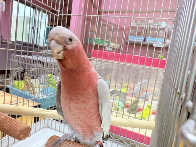 モモイロインコ