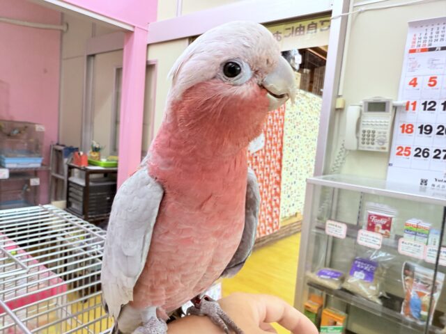 モモイロインコ