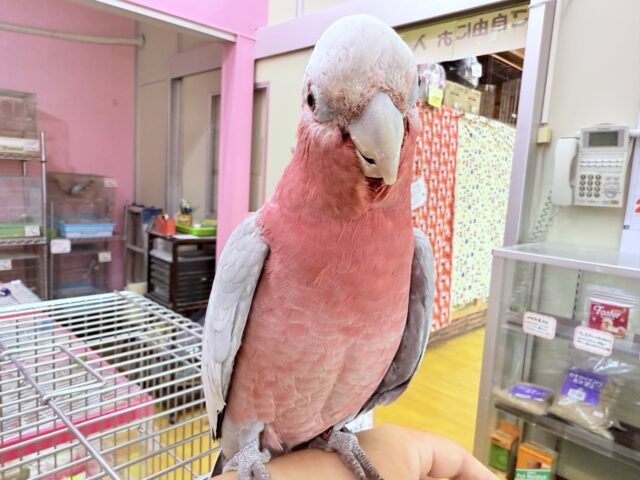 モモイロインコ