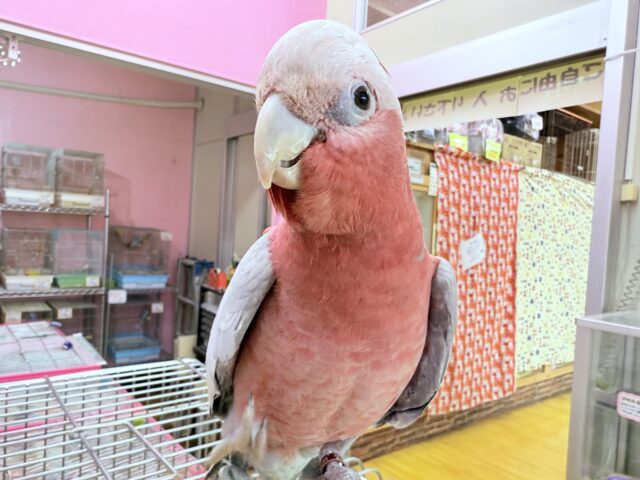 モモイロインコ