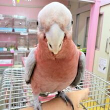甘え上手なキューティーガール🍑モモイロインコのモモちゃん❣️
