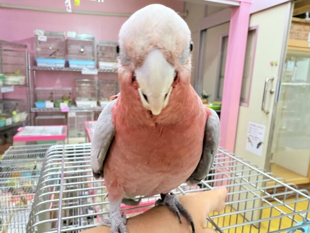 甘え上手なキューティーガール🍑モモイロインコのモモちゃん❣️