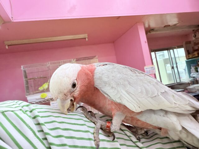 モモイロインコ
