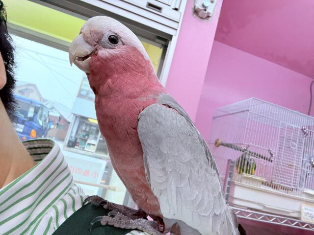 モモイロインコ