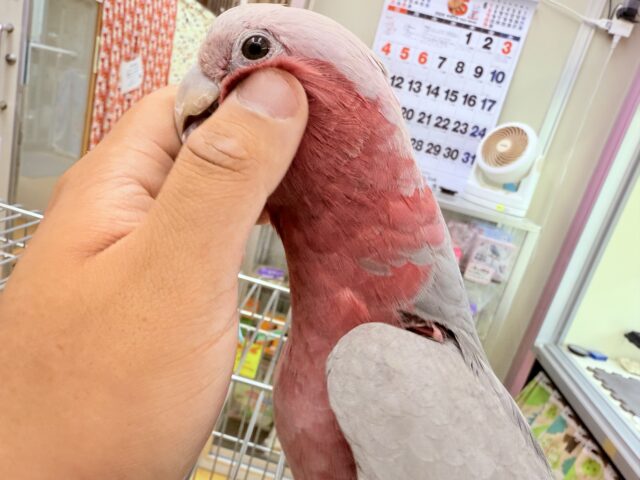 モモイロインコ