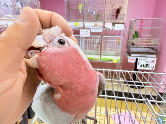 モモイロインコ
