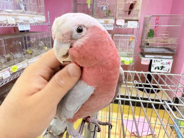 モモイロインコ