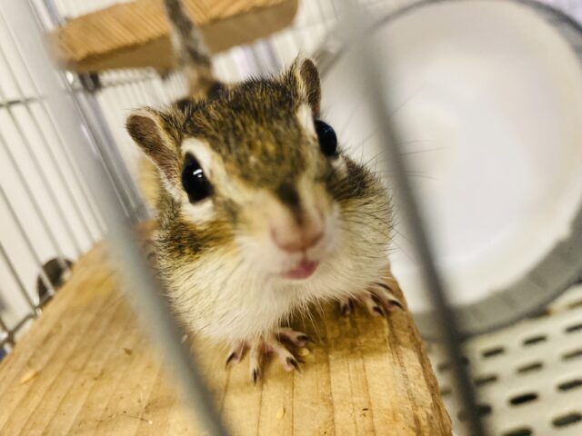 かわいいシマリスさん入舎です🐿️❤︎* シマリス(ノーマル)