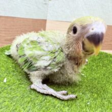 コザッと桜よ咲き誇れ〜🌸コザクラインコのノーマル‼️