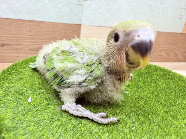 コザッと桜よ咲き誇れ〜🌸コザクラインコのノーマル‼️