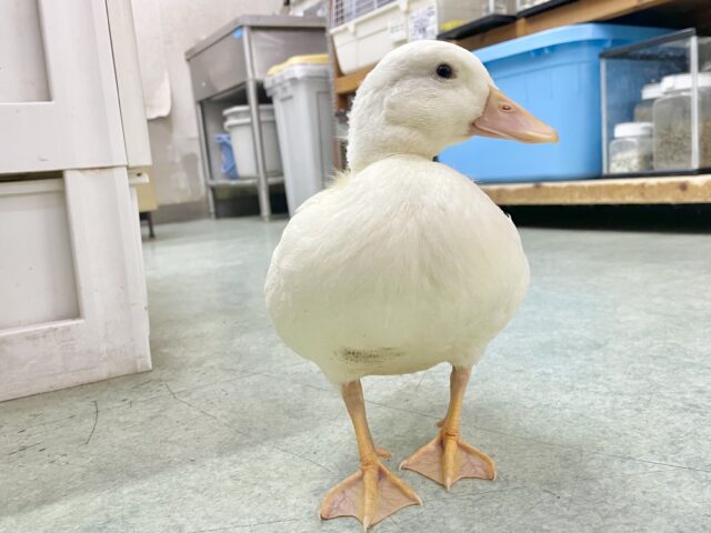 コールダック