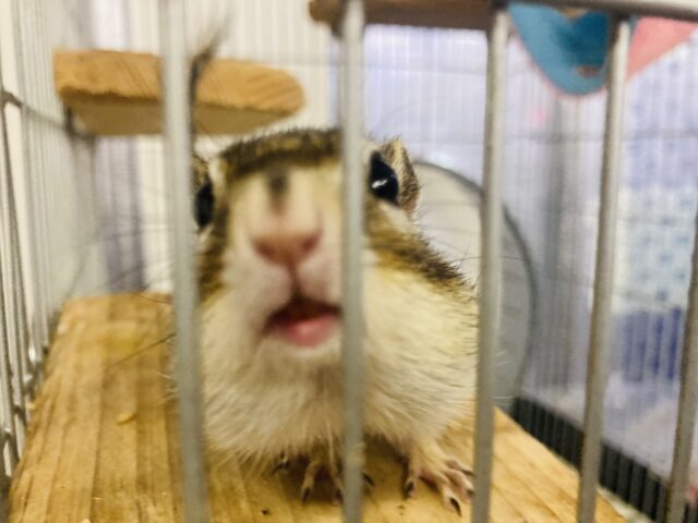 かわいいシマリスさん入舎です🐿️❤︎* シマリス(ノーマル)