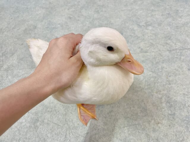 コールダック