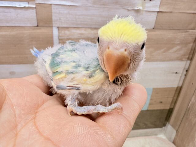 コザクラインコ（小桜インコ）