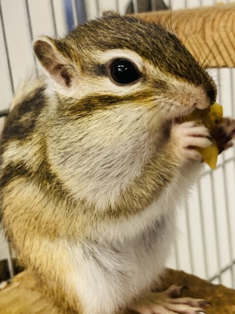 かわいいシマリスさん入舎です🐿️❤︎* シマリス(ノーマル)