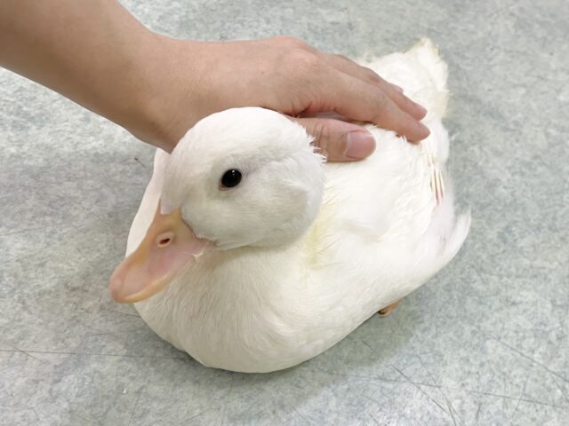 コールダック