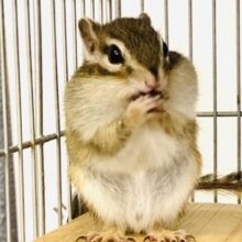 かわいいシマリスさん入舎です🐿️❤︎*