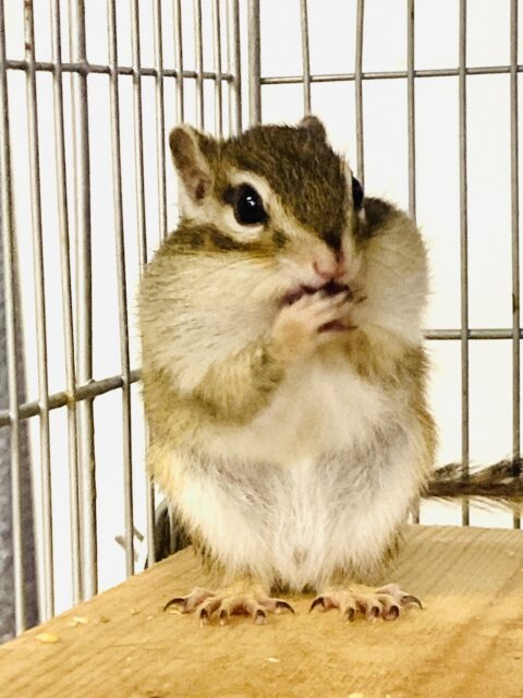 かわいいシマリスさん入舎です🐿️❤︎* シマリス(ノーマル)