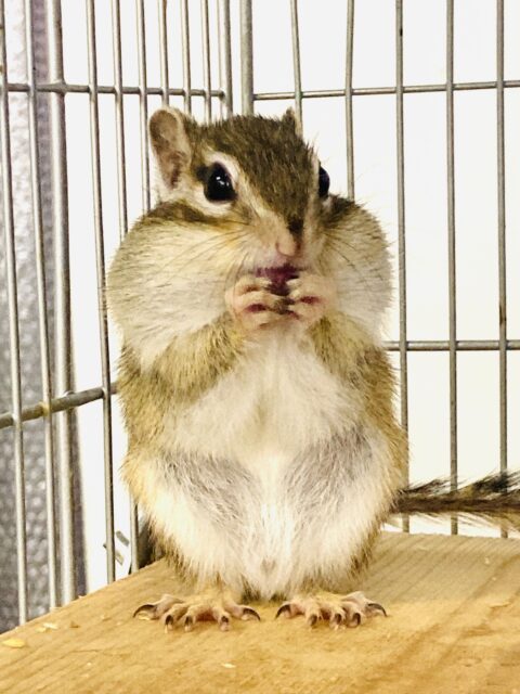 シマリス（ノーマル）