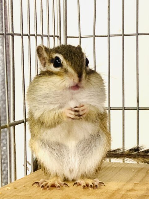 かわいいシマリスさん入舎です🐿️❤︎* シマリス(ノーマル)