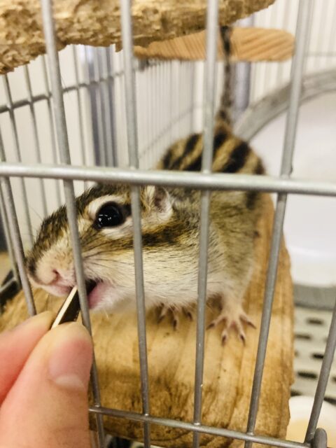 かわいいシマリスさん入舎です🐿️❤︎* シマリス(ノーマル)