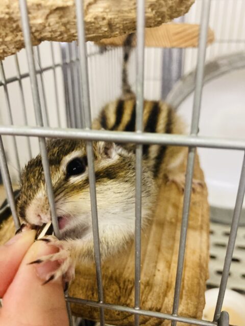 かわいいシマリスさん入舎です🐿️❤︎* シマリス(ノーマル)