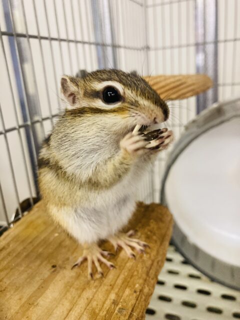 かわいいシマリスさん入舎です🐿️❤︎* シマリス(ノーマル)