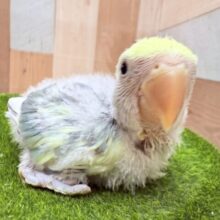ブルー✖️クリームの黄金バッテリー✨コザクラインコのブルーチェリーオパーリン❣️