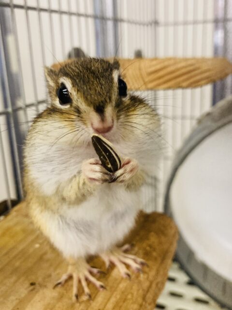 かわいいシマリスさん入舎です🐿️❤︎* シマリス(ノーマル)