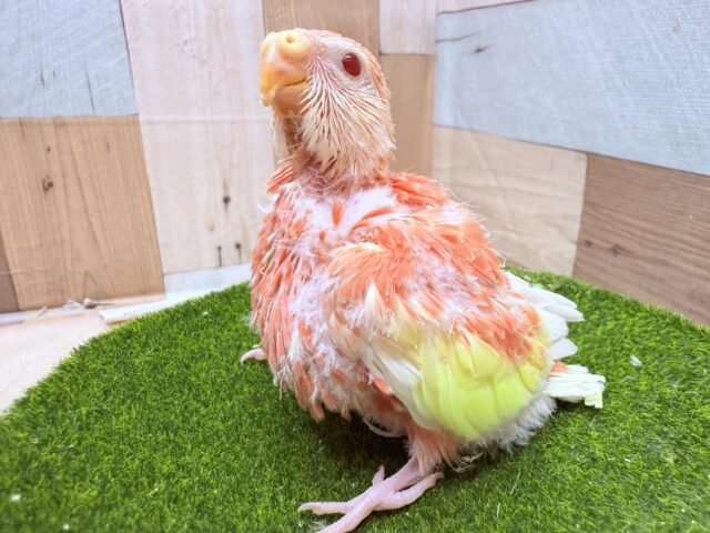 アキクサインコ（秋草インコ）