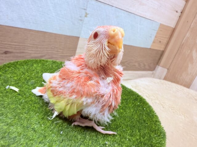 アキクサインコ（秋草インコ）